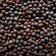 Mustard Seed, Brown